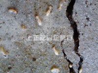 白蟻會從水泥裂縫入侵你的家園